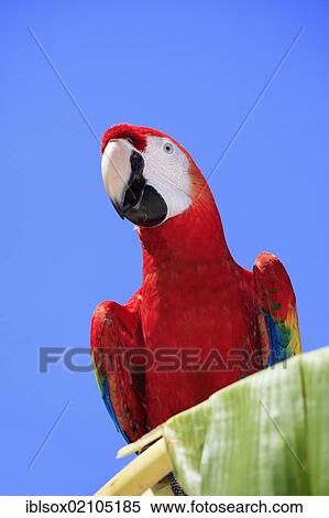 Stock Photography - Scarlet Macaw (Ara macao), adult, perched on a banana tree, Roatan, Honduras, Caribbean, Central America, Latin America, North America. Fotosearch