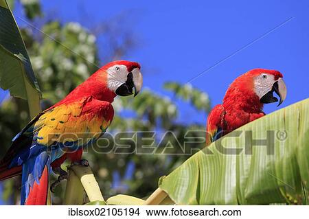 Picture - Scarlet Macaws (Ara macao), adult pair perched on a banana tree, Roatan, Honduras, Caribbean, Central America, Latin America, North America. Fotosearch