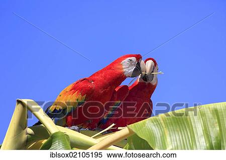 Stock Photography - Scarlet Macaws (Ara macao), adult pair perched on a banana tree, passing on a gift, Roatan, Honduras, Caribbean, Central America, Latin America, North America. Fotosearch