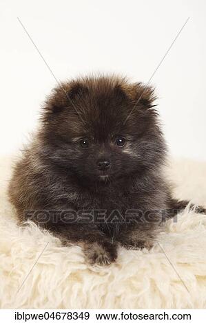 Schwarzer Kleinspitz, puppy, 12 weeks, lying on coat, animal portrait View Large Photo Image Stock Photo - Schwarzer Kleinspitz, puppy, 12 weeks, lying on coat, animal portrait. Fotosearch