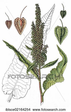 Scottish Dock (Rumex aquaticus), medicinal plant, useful plant, chromolithography, circa 1870 View Large Photo Image Picture - Scottish Dock (Rumex aquaticus), medicinal plant, useful plant, chromolithography, circa 1870. Fotosearch
