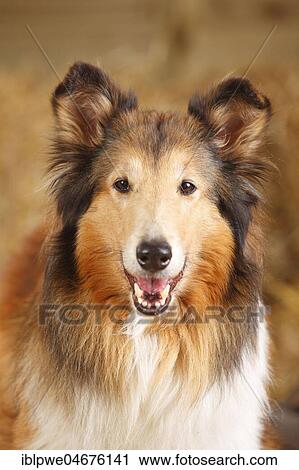 Scottish shepherd, bitch, 14 years, old dog, animal portrait View Large Photo Image Stock Image - Scottish shepherd, bitch, 14 years, old dog, animal portrait. Fotosearch