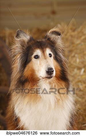 Scottish shepherd, bitch, 14 years, old dog, animal portrait View Large Photo Image Stock Photograph - Scottish shepherd, bitch, 14 years, old dog, animal portrait. Fotosearch