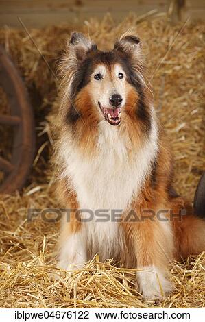 Scottish shepherd dog, bitch, 14 years, old dog, sitting in straw View Large Photo Image Stock Image - Scottish shepherd dog, bitch, 14 years, old dog, sitting in straw. Fotosearch