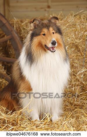 Stock Photo - Scottish shepherd dog, male, 3 years, sitting in straw. Fotosearch