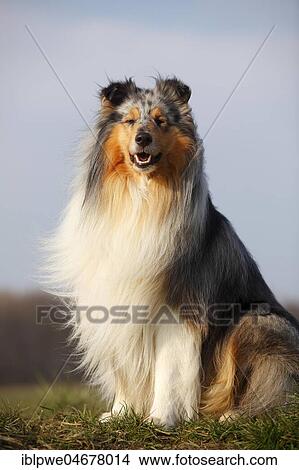 Scottish shepherd dog, male, blue-merle, 4 years, sitting in the grass View Large Photo Image Picture - Scottish shepherd dog, male, blue-merle, 4 years, sitting in the grass. Fotosearch