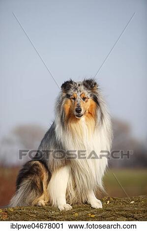 Scottish shepherd dog, male, blue-merle, 4 years, sitting View Large Photo Image Stock Image - Scottish shepherd dog, male, blue-merle, 4 years, sitting. Fotosearch