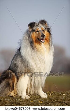 Scottish shepherd dog, male, blue-merle, 4 years, sitting View Large Photo Image Stock Image - Scottish shepherd dog, male, blue-merle, 4 years, sitting. Fotosearch