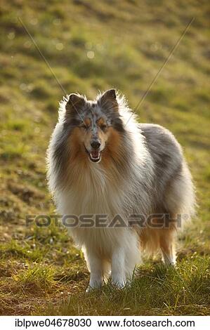 Scottish shepherd dog, male, blue-merle, 4 years, stands in the grass, backlit View Large Photo Image Stock Image - Scottish shepherd dog, male, blue-merle, 4 years, stands in the grass, backlit. Fotosearch