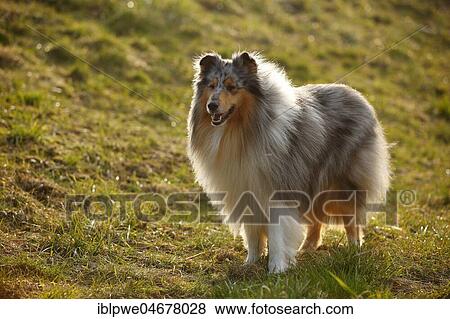 Scottish shepherd dog, male, blue-merle, 4 years, stands in the grass, backlit View Large Photo Image Stock Photo - Scottish shepherd dog, male, blue-merle, 4 years, stands in the grass, backlit. Fotosearch