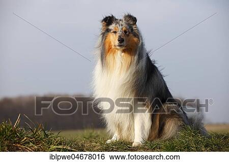 Stock Photograph - Scottish shepherd dog, male, blue-merle, 4 years, sitting in the grass. Fotosearch