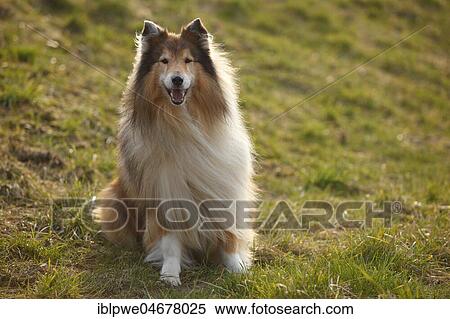 Stock Photography - Scottish shepherd dog, male, sable-white, 8 years, old dog sitting in meadow. Fotosearch