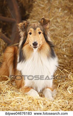 Scottish shepherd dog, young bitch, 9 months, lying in straw View Large Photo Image Stock Image - Scottish shepherd dog, young bitch, 9 months, lying in straw. Fotosearch