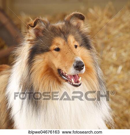 Stock Image - Scottish Shepherd, male, 3 years, animal portrait. Fotosearch