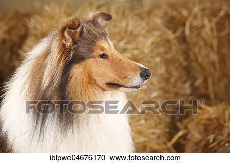 Scottish Shepherd, male, 3 years, animal portrait View Large Photo Image Stock Image - Scottish Shepherd, male, 3 years, animal portrait. Fotosearch