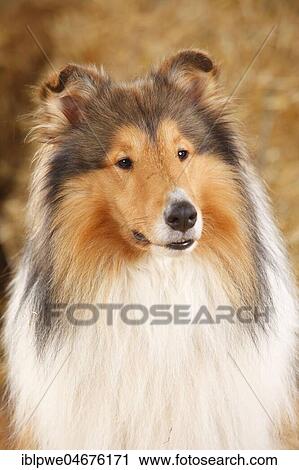 Scottish Shepherd, male, 3 years, animal portrait View Large Photo Image Stock Image - Scottish Shepherd, male, 3 years, animal portrait. Fotosearch