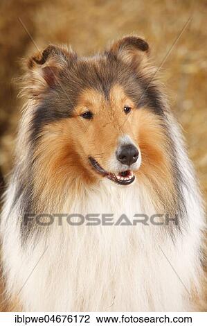 Scottish Shepherd, male, 3 years, animal portrait View Large Photo Image Stock Image - Scottish Shepherd, male, 3 years, animal portrait. Fotosearch