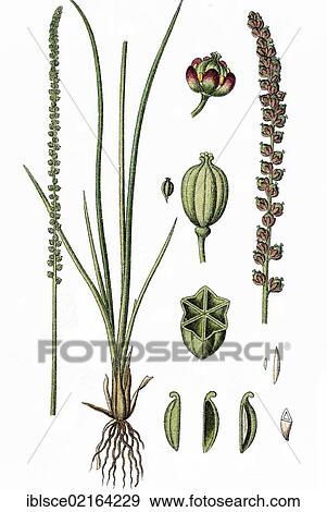 Sea arrowgrass (Triglochin maritima), medicinal plant, crop plant, chromolithography, about 1870 View Large Photo Image Stock Photo - Sea arrowgrass (Triglochin maritima), medicinal plant, crop plant, chromolithography, about 1870. Fotosearch