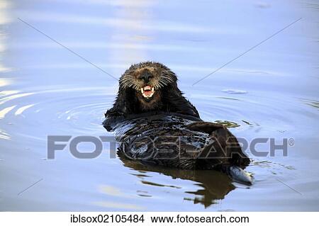 Sea otter (Enhydra lutris), adult, female, in the water, yawning, Monterey, California, USA, North America View Large Photo Image Picture - Sea otter (Enhydra lutris), adult, female, in the water, yawning, Monterey, California, USA, North America. Fotosearch