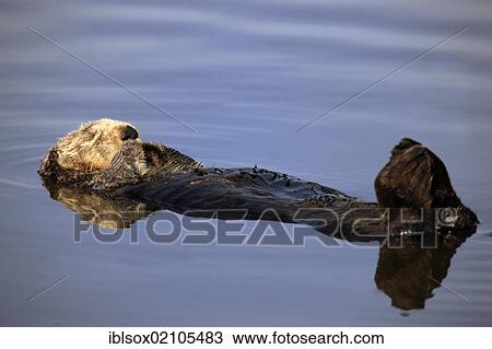 Stock Image - Sea otter (Enhydra lutris), adult, female, in the water, Monterey, California, USA, North America. Fotosearch