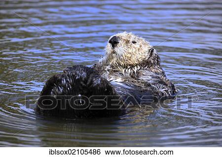 Stock Photograph - Sea otter (Enhydra lutris), adult, female, in the water, Monterey, California, USA, North America. Fotosearch