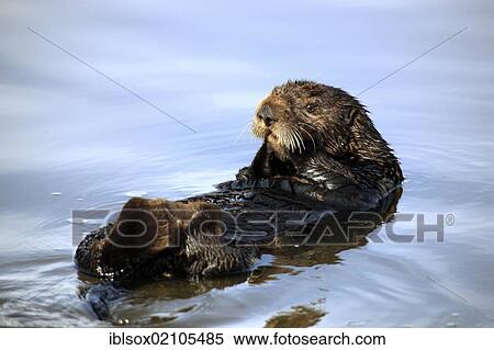 Stock Photography - Sea otter (Enhydra lutris), adult, female, in the water, Monterey, California, USA, North America. Fotosearch