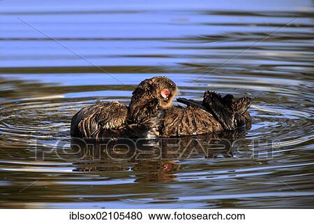 Sea otters (Enhydra lutris), mother with young, in the water, Monterey, California, USA, North America View Large Photo Image Stock Image - Sea otters (Enhydra lutris), mother with young, in the water, Monterey, California, USA, North America. Fotosearch