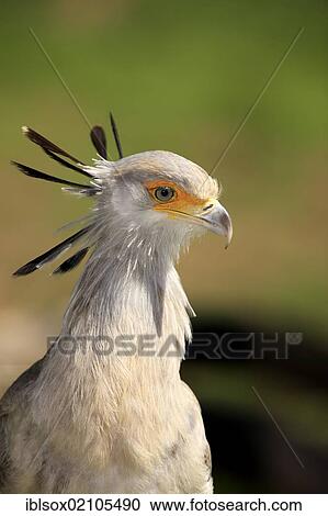 Secretarybird or Secretary Bird (Sagittarius serpentarius), adult, portrait, Cape Town, South Africa, Africa View Large Photo Image Stock Image - Secretarybird or Secretary Bird (Sagittarius serpentarius), adult, portrait, Cape Town, South Africa, Africa. Fotosearch