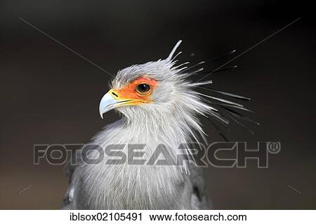 Secretarybird or Secretary Bird (Sagittarius serpentarius), adult, portrait, Cape Town, South Africa, Africa View Large Photo Image Stock Image - Secretarybird or Secretary Bird (Sagittarius serpentarius), adult, portrait, Cape Town, South Africa, Africa. Fotosearch