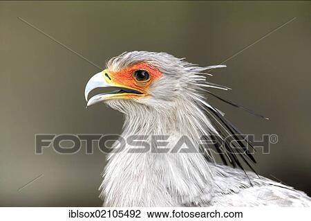 Stock Image - Secretarybird or Secretary Bird (Sagittarius serpentarius), adult, portrait, Cape Town, South Africa, Africa. Fotosearch