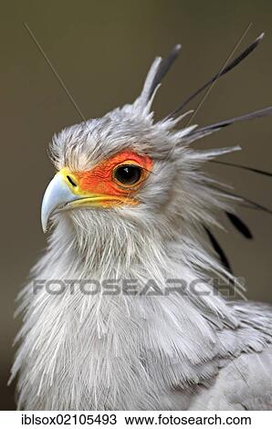 Secretarybird or Secretary Bird (Sagittarius serpentarius), adult, portrait, Cape Town, South Africa, Africa View Large Photo Image Stock Image - Secretarybird or Secretary Bird (Sagittarius serpentarius), adult, portrait, Cape Town, South Africa, Africa. Fotosearch