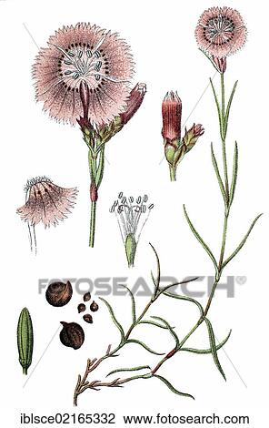 Sequier's Pink (Dianthus seguieri), medicinal plant, useful plant, chromolithograph, circa 1790 View Large Photo Image Stock Image - Sequier's Pink (Dianthus seguieri), medicinal plant, useful plant, chromolithograph, circa 1790. Fotosearch