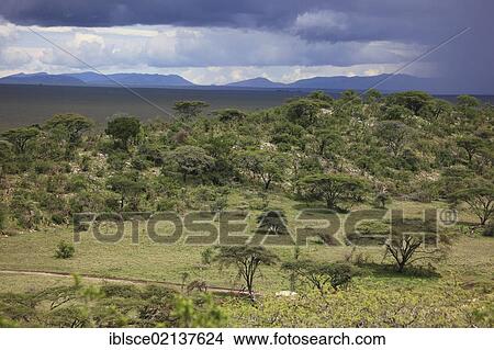 Picture - Serengeti landscape during the rainy season, Serengeti National Park, Tanzania, Africa. Fotosearch
