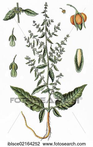 Sharp Dock or Clustered Dock (Rumex conglomeratus), medicinal plant, useful plant, chromolithography, circa 1870 View Large Photo Image Stock Image - Sharp Dock or Clustered Dock (Rumex conglomeratus), medicinal plant, useful plant, chromolithography, circa 1870. Fotosearch