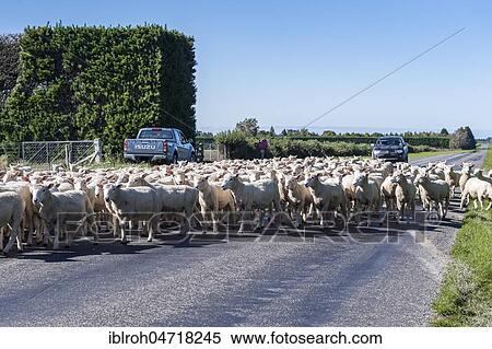 Stock Photography - Sheep herd on street, Canterbury region, South Island, New Zealand, Oceania. Fotosearch