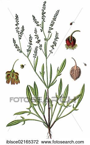 Stock Image - Sheep's Sorrel, Common Sheep Sorrel, Field Sorrel, Red Sorrel (Rumex acetosella), medicinal and useful plant, chromolithograph, circa 1790. Fotosearch