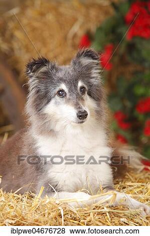 Sheltie, female, 12 years old, old dog, shorn, lying on straw View Large Photo Image Stock Photo - Sheltie, female, 12 years old, old dog, shorn, lying on straw. Fotosearch