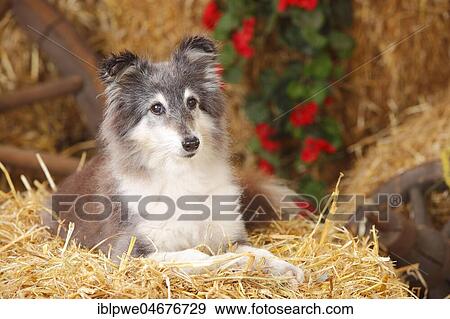Sheltie, female, 12 years old, old dog, shorn, lying on straw View Large Photo Image Stock Photo - Sheltie, female, 12 years old, old dog, shorn, lying on straw. Fotosearch