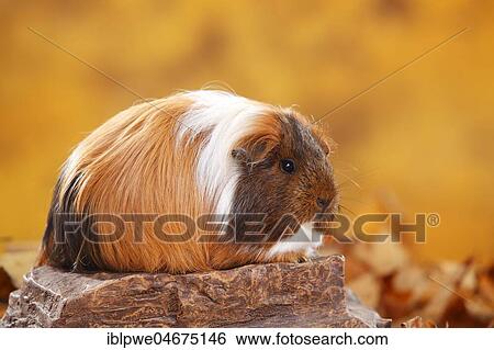 Sheltie guinea pig (Cavia porcellus) on stone, goldagouti-red-white, autumnal View Large Photo Image Stock Photograph - Sheltie guinea pig (Cavia porcellus) on stone, goldagouti-red-white, autumnal. Fotosearch