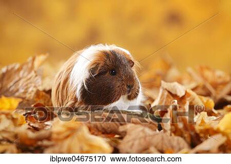 Sheltie guinea pig in autumn leaves, goldagouti-red-white, Peruvian silk animal View Large Photo Image Stock Image - Sheltie guinea pig in autumn leaves, goldagouti-red-white, Peruvian silk animal. Fotosearch