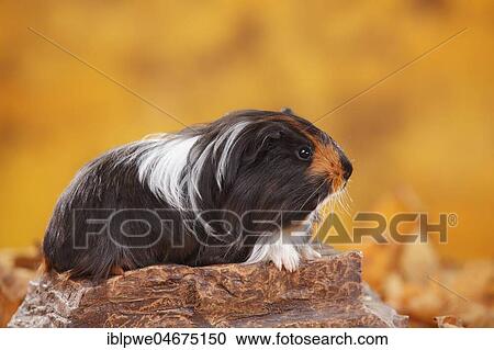 Sheltie guinea pig on stone, plate-white, Peruvian silk animal, autumnal View Large Photo Image Stock Image - Sheltie guinea pig on stone, plate-white, Peruvian silk animal, autumnal. Fotosearch