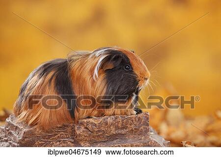 Sheltie guinea pig on stone, plate-white, Peruvian silk animal, autumnal View Large Photo Image Stock Photo - Sheltie guinea pig on stone, plate-white, Peruvian silk animal, autumnal. Fotosearch