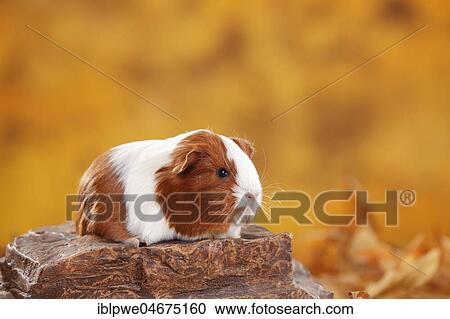 Sheltie guinea pig, red-white, Peruvian silk animal, autumnal View Large Photo Image Stock Image - Sheltie guinea pig, red-white, Peruvian silk animal, autumnal. Fotosearch