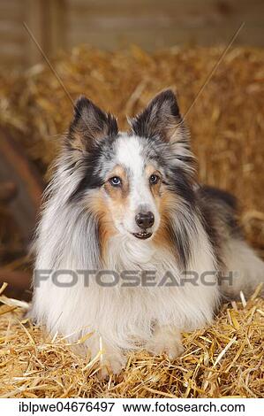Stock Photo - Sheltie, male, blue-merle, 11 years, lies in the straw. Fotosearch