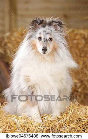 Stock Photo - Sheltie, male, blue-merle, 8 years, sitting on straw. Fotosearch