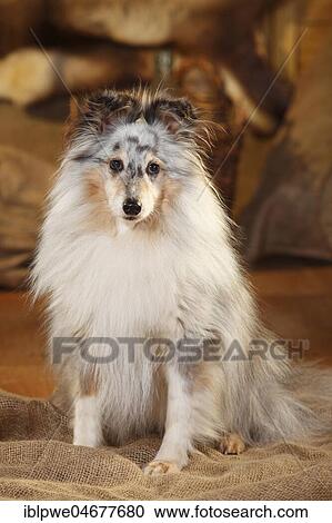 Sheltie, male, blue-merle, 9 years, sitting on sacking View Large Photo Image Stock Image - Sheltie, male, blue-merle, 9 years, sitting on sacking. Fotosearch