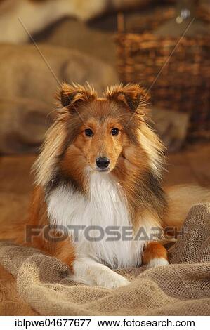 Sheltie, male, sable-white, 1 year, lying on sacking View Large Photo Image Stock Photo - Sheltie, male, sable-white, 1 year, lying on sacking. Fotosearch