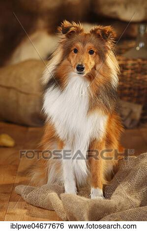 Stock Photograph - Sheltie, male, sable-white, 1 year, sitting. Fotosearch