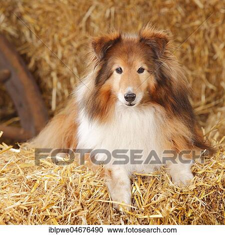 Sheltie, male, sable-white, 12 years, Shetland Sheepdog, old dog lying on straw View Large Photo Image Stock Image - Sheltie, male, sable-white, 12 years, Shetland Sheepdog, old dog lying on straw. Fotosearch