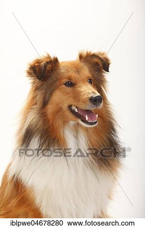 Sheltie, male, sable-white, sitting, animal portrait View Large Photo Image Stock Image - Sheltie, male, sable-white, sitting, animal portrait. Fotosearch